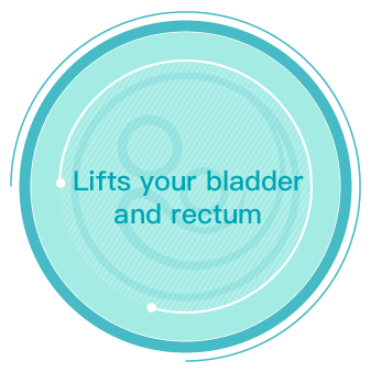 Lifts your bladder and rectum